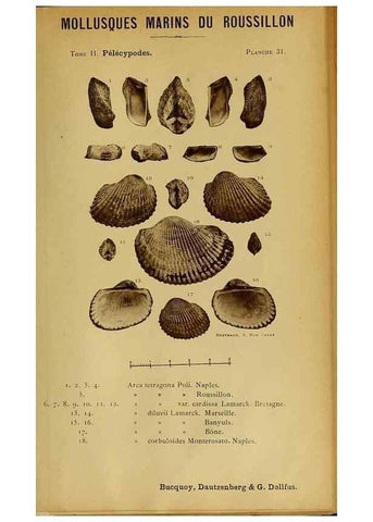 Reproducción/Reproduction 49806406128: Les mollusques marins du Roussillon. Paris :J.-B. Baillière,[1882]-[1898]. 