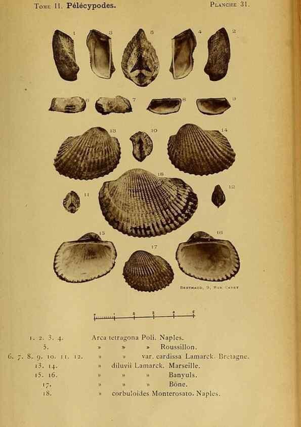 Reproducción/Reproduction 49806406128: Les mollusques marins du Roussillon. Paris :J.-B. Baillière,[1882]-[1898]. 