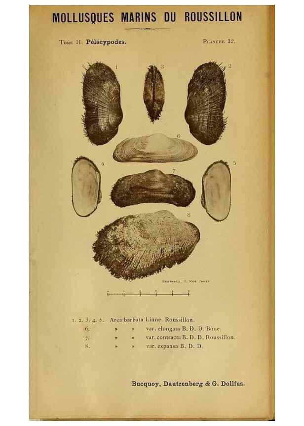 Reproducción/Reproduction 49806406333: Les mollusques marins du Roussillon. Paris :J.-B. Baillière,[1882]-[1898]. 