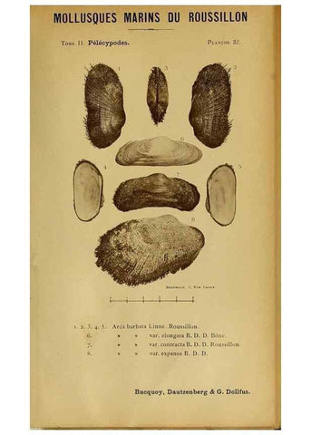Reproducción/Reproduction 49806406333: Les mollusques marins du Roussillon. Paris :J.-B. Baillière,[1882]-[1898]. 