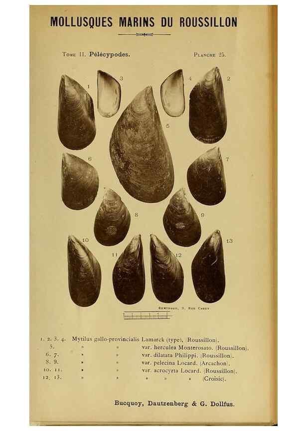 Reproducción/Reproduction 49806404108: Les mollusques marins du Roussillon. Paris :J.-B. Baillière,[1882]-[1898]. 