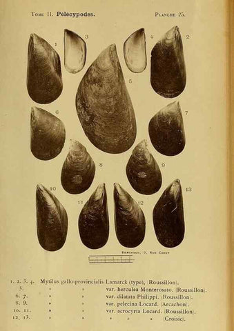 Reproducción/Reproduction 49806404108: Les mollusques marins du Roussillon. Paris :J.-B. Baillière,[1882]-[1898]. 