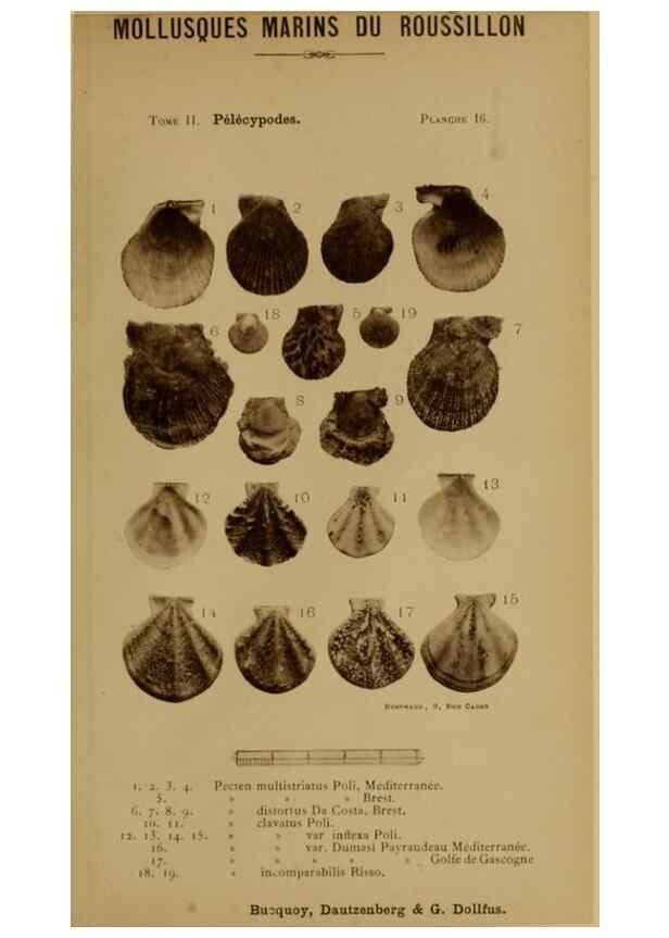 Reproducción/Reproduction 49807266067: Les mollusques marins du Roussillon. Paris :J.-B. Baillière,[1882]-[1898]. 