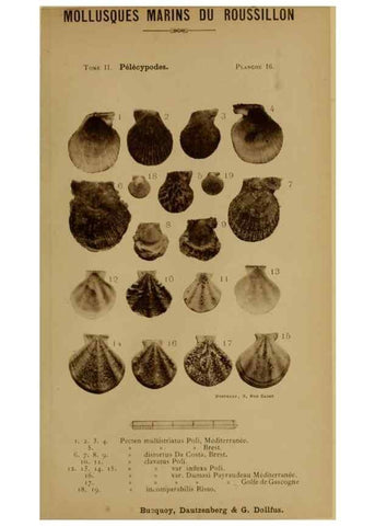 Reproducción/Reproduction 49807266067: Les mollusques marins du Roussillon. Paris :J.-B. Baillière,[1882]-[1898]. 