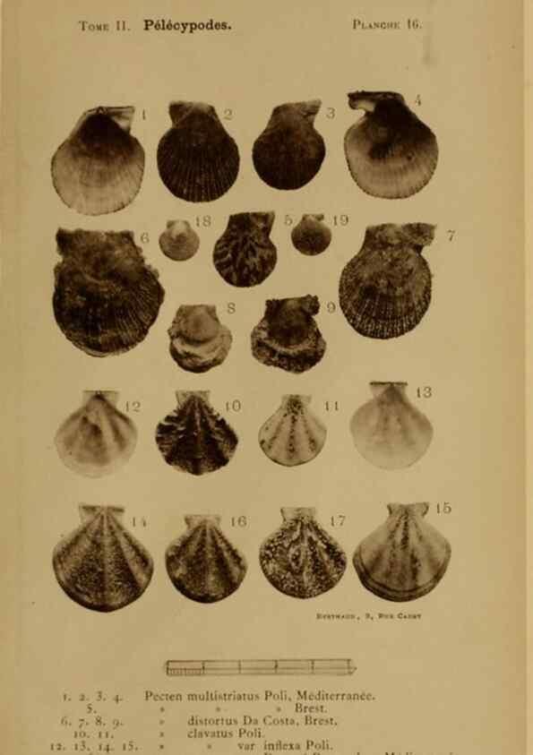 Reproducción/Reproduction 49807266067: Les mollusques marins du Roussillon. Paris :J.-B. Baillière,[1882]-[1898]. 