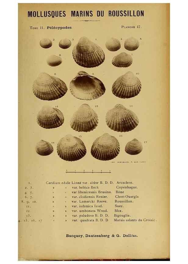 Reproducción/Reproduction 49807275392: Les mollusques marins du Roussillon. Paris :J.-B. Baillière,[1882]-[1898]. 