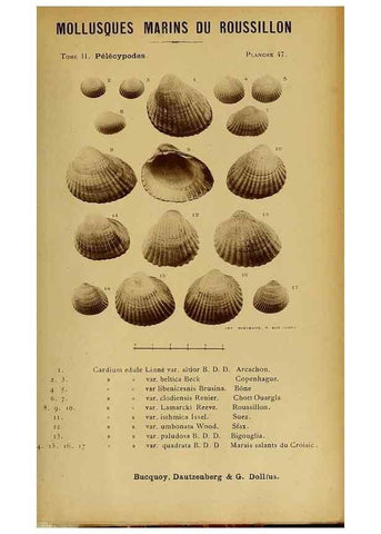 Reproducción/Reproduction 49807275392: Les mollusques marins du Roussillon. Paris :J.-B. Baillière,[1882]-[1898]. 