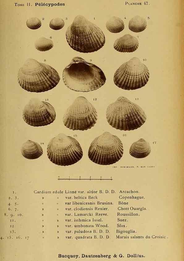 Reproducción/Reproduction 49807275392: Les mollusques marins du Roussillon. Paris :J.-B. Baillière,[1882]-[1898]. 