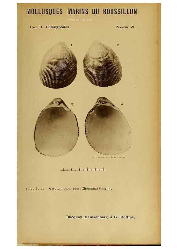Reproducción/Reproduction 49806411028: Les mollusques marins du Roussillon. Paris :J.-B. Baillière,[1882]-[1898]. 