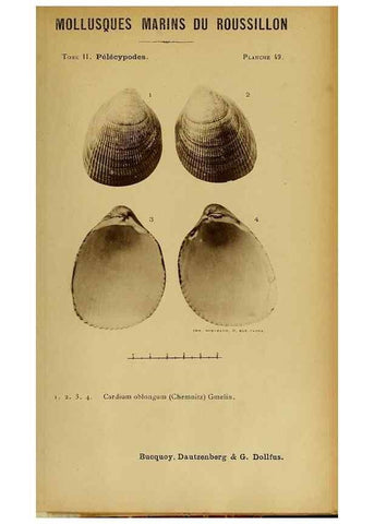 Reproducción/Reproduction 49806411028: Les mollusques marins du Roussillon. Paris :J.-B. Baillière,[1882]-[1898]. 