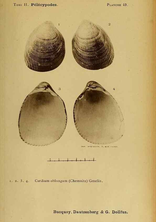 Reproducción/Reproduction 49806411028: Les mollusques marins du Roussillon. Paris :J.-B. Baillière,[1882]-[1898]. 