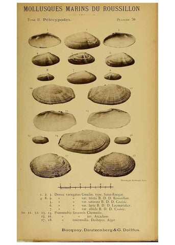 Reproducción/Reproduction 49806417828: Les mollusques marins du Roussillon. Paris :J.-B. Baillière,[1882]-[1898]. 