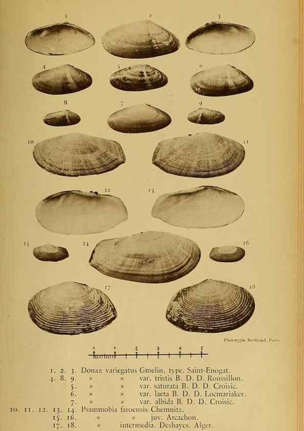 Reproducción/Reproduction 49806417828: Les mollusques marins du Roussillon. Paris :J.-B. Baillière,[1882]-[1898]. 