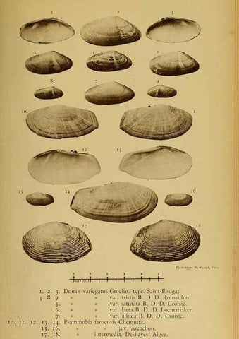Reproducción/Reproduction 49806417828: Les mollusques marins du Roussillon. Paris :J.-B. Baillière,[1882]-[1898]. 