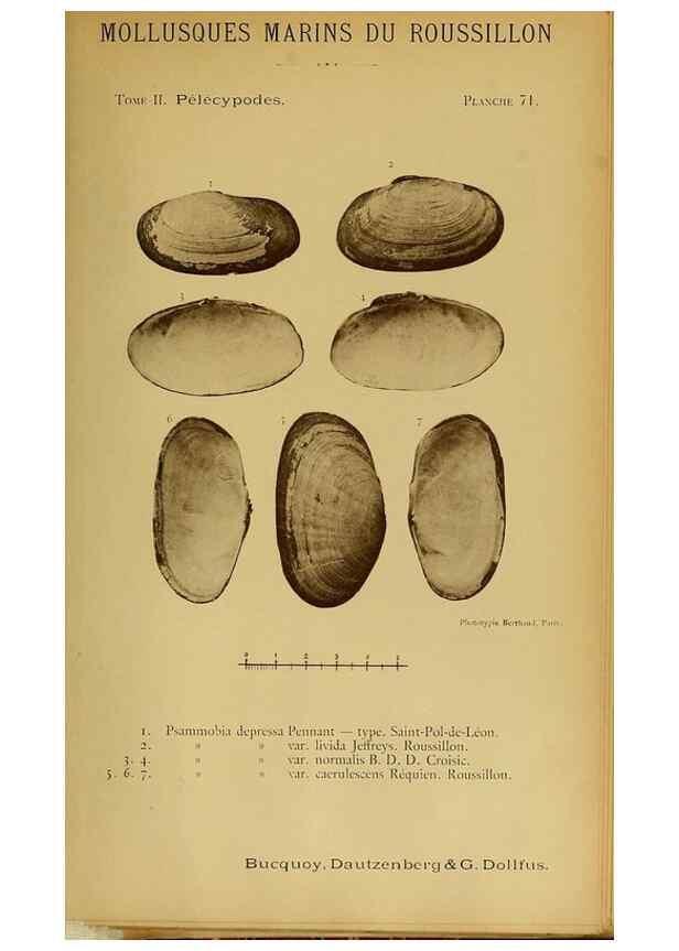 Reproducción/Reproduction 49806418188: Les mollusques marins du Roussillon. Paris :J.-B. Baillière,[1882]-[1898]. 