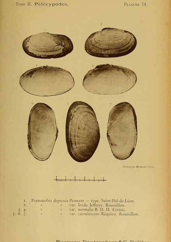 Reproducción/Reproduction 49806418188: Les mollusques marins du Roussillon. Paris :J.-B. Baillière,[1882]-[1898]. 