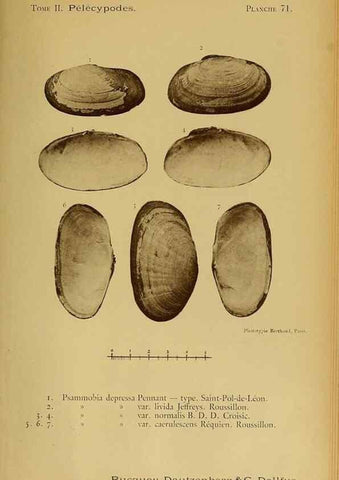 Reproducción/Reproduction 49806418188: Les mollusques marins du Roussillon. Paris :J.-B. Baillière,[1882]-[1898]. 
