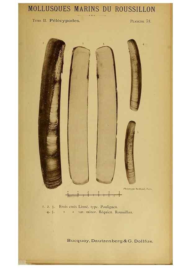 Reproducción/Reproduction 49806974261: Les mollusques marins du Roussillon. Paris :J.-B. Baillière,[1882]-[1898]. 