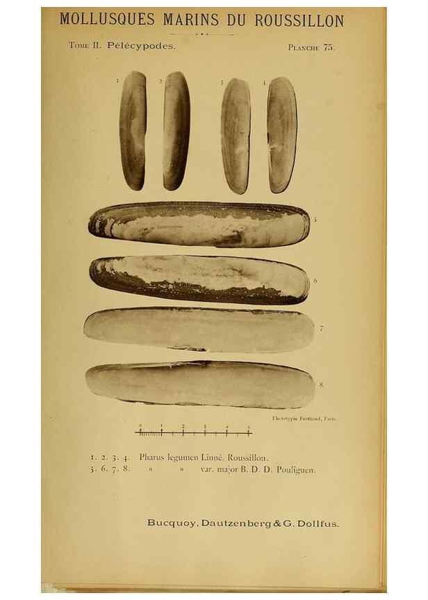 Reproducción/Reproduction 49806975026: Les mollusques marins du Roussillon. Paris :J.-B. Baillière,[1882]-[1898]. 