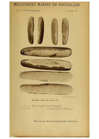 Reproducción/Reproduction 49806975026: Les mollusques marins du Roussillon. Paris :J.-B. Baillière,[1882]-[1898]. 