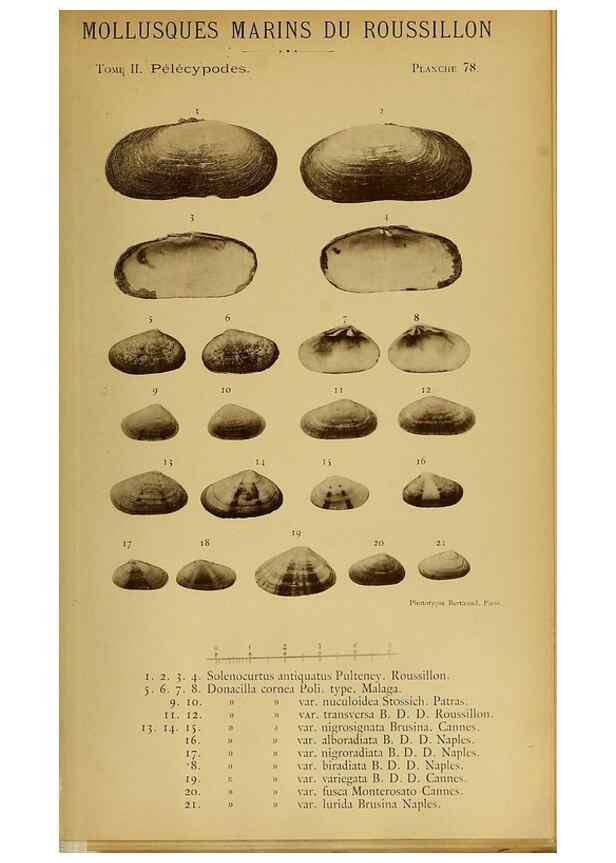 Reproducción/Reproduction 49806975971: Les mollusques marins du Roussillon. Paris :J.-B. Baillière,[1882]-[1898]. 
