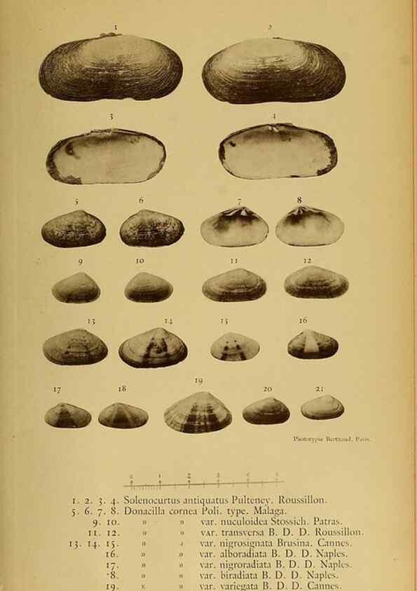 Reproducción/Reproduction 49806975971: Les mollusques marins du Roussillon. Paris :J.-B. Baillière,[1882]-[1898]. 