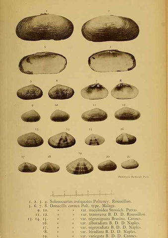 Reproducción/Reproduction 49806975971: Les mollusques marins du Roussillon. Paris :J.-B. Baillière,[1882]-[1898]. 