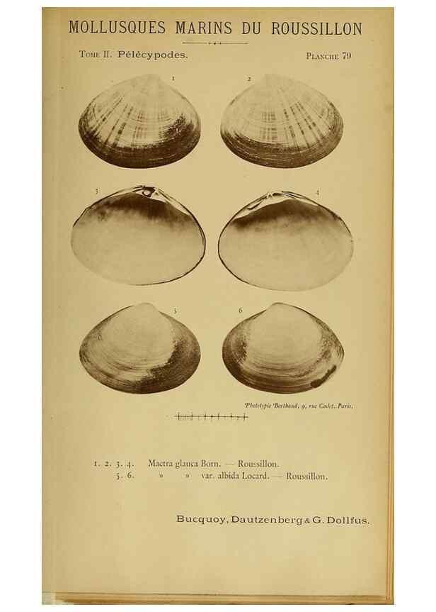 Reproducción/Reproduction 49806420663: Les mollusques marins du Roussillon. Paris :J.-B. Baillière,[1882]-[1898]. 