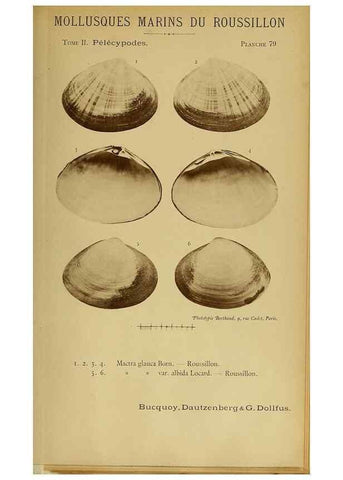 Reproducción/Reproduction 49806420663: Les mollusques marins du Roussillon. Paris :J.-B. Baillière,[1882]-[1898]. 