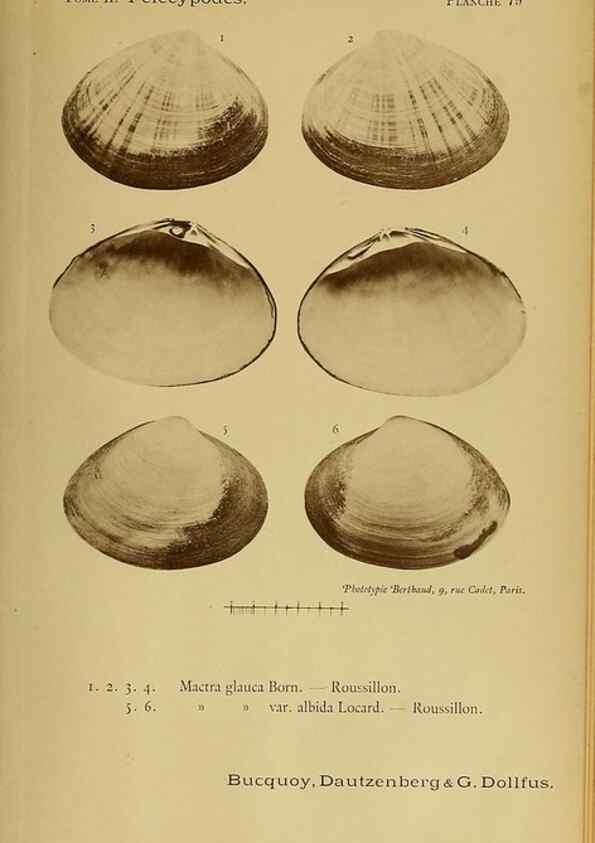 Reproducción/Reproduction 49806420663: Les mollusques marins du Roussillon. Paris :J.-B. Baillière,[1882]-[1898]. 