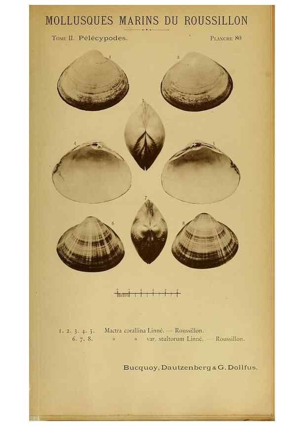 Reproducción/Reproduction 49807285897: Les mollusques marins du Roussillon. Paris :J.-B. Baillière,[1882]-[1898]. 