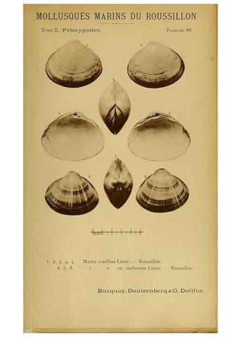 Reproducción/Reproduction 49807285897: Les mollusques marins du Roussillon. Paris :J.-B. Baillière,[1882]-[1898]. 
