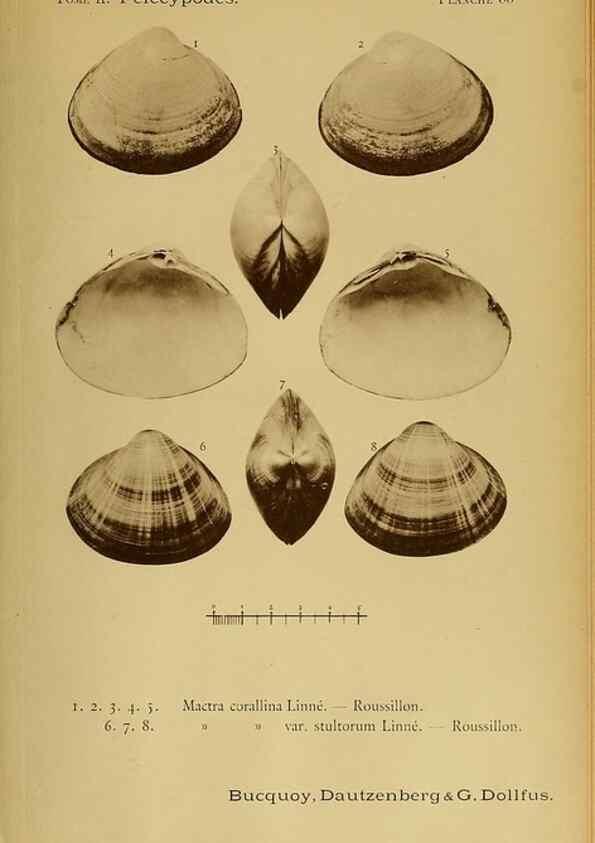 Reproducción/Reproduction 49807285897: Les mollusques marins du Roussillon. Paris :J.-B. Baillière,[1882]-[1898]. 