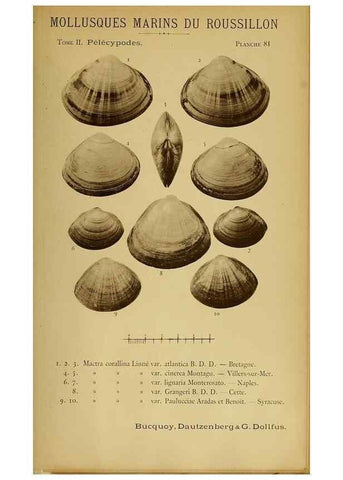 Reproducción/Reproduction 49807286152: Les mollusques marins du Roussillon. Paris :J.-B. Baillière,[1882]-[1898]. 
