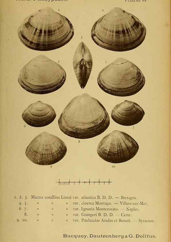Reproducción/Reproduction 49807286152: Les mollusques marins du Roussillon. Paris :J.-B. Baillière,[1882]-[1898]. 