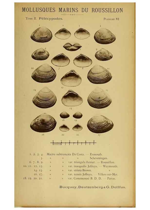 Reproducción/Reproduction 49806421573: Les mollusques marins du Roussillon. Paris :J.-B. Baillière,[1882]-[1898]. 