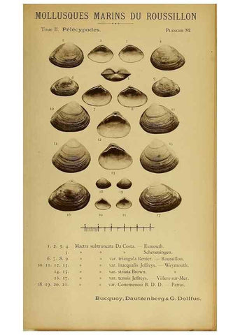 Reproducción/Reproduction 49806421573: Les mollusques marins du Roussillon. Paris :J.-B. Baillière,[1882]-[1898]. 