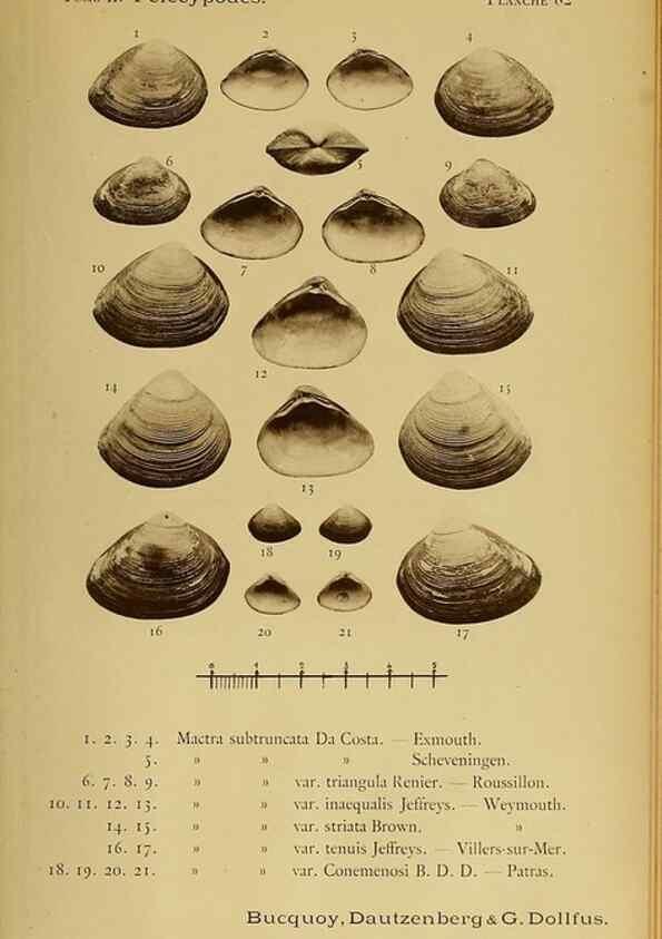 Reproducción/Reproduction 49806421573: Les mollusques marins du Roussillon. Paris :J.-B. Baillière,[1882]-[1898]. 