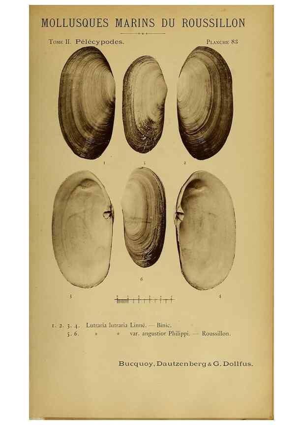 Reproducción/Reproduction 49806977256: Les mollusques marins du Roussillon. Paris :J.-B. Baillière,[1882]-[1898]. 