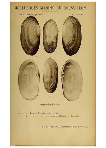 Reproducción/Reproduction 49806977256: Les mollusques marins du Roussillon. Paris :J.-B. Baillière,[1882]-[1898]. 