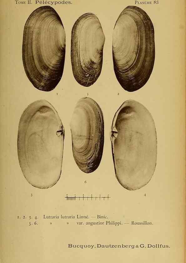 Reproducción/Reproduction 49806977256: Les mollusques marins du Roussillon. Paris :J.-B. Baillière,[1882]-[1898]. 