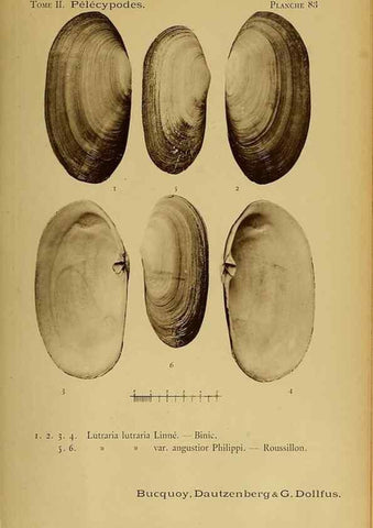 Reproducción/Reproduction 49806977256: Les mollusques marins du Roussillon. Paris :J.-B. Baillière,[1882]-[1898]. 