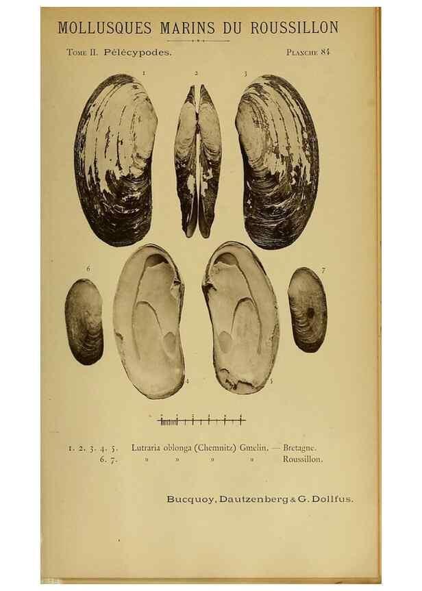 Reproducción/Reproduction 49806422353: Les mollusques marins du Roussillon. Paris :J.-B. Baillière,[1882]-[1898]. 