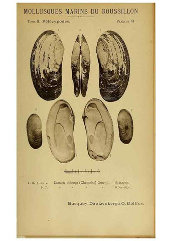 Reproducción/Reproduction 49806422353: Les mollusques marins du Roussillon. Paris :J.-B. Baillière,[1882]-[1898]. 