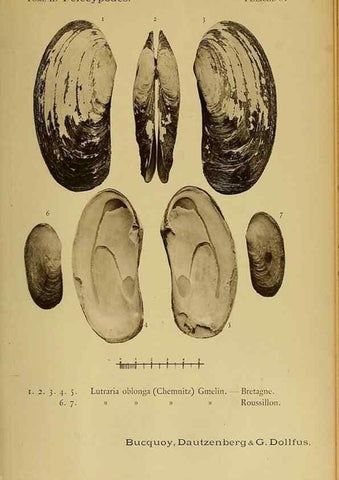 Reproducción/Reproduction 49806422353: Les mollusques marins du Roussillon. Paris :J.-B. Baillière,[1882]-[1898]. 
