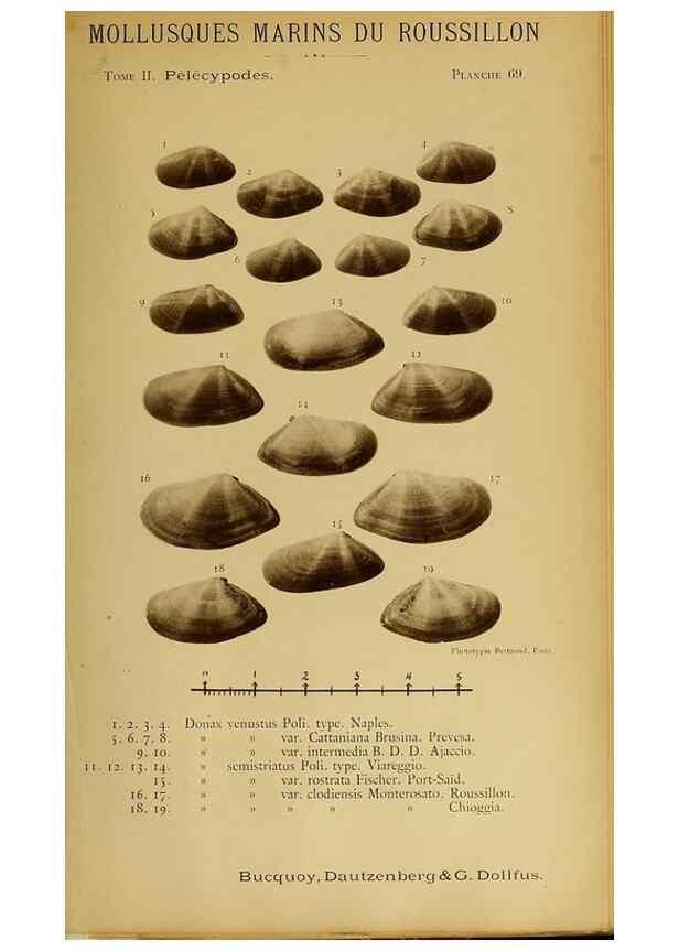 Reproducción/Reproduction 49807282467: Les mollusques marins du Roussillon. Paris :J.-B. Baillière,[1882]-[1898]. 