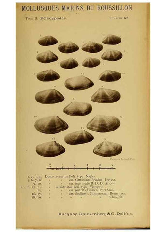 Reproducción/Reproduction 49807282467: Les mollusques marins du Roussillon. Paris :J.-B. Baillière,[1882]-[1898]. 