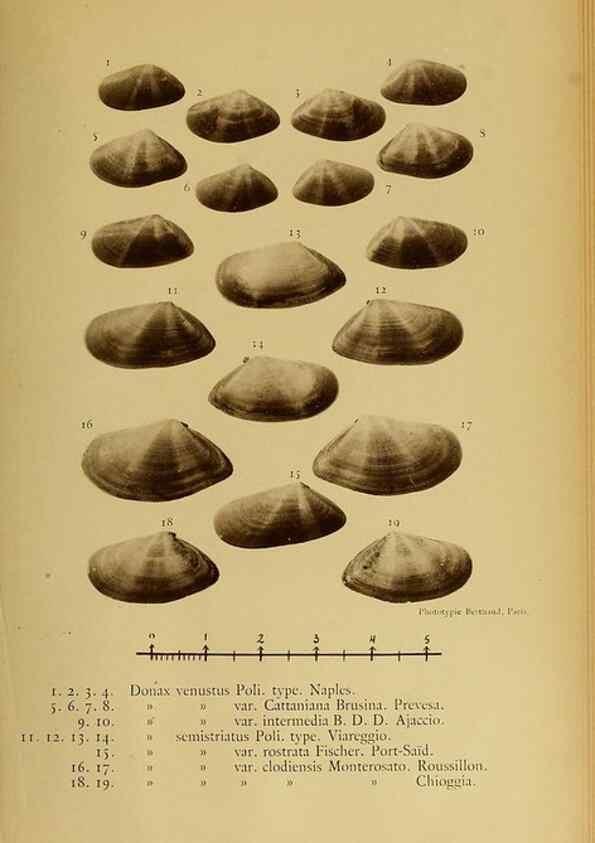 Reproducción/Reproduction 49807282467: Les mollusques marins du Roussillon. Paris :J.-B. Baillière,[1882]-[1898]. 