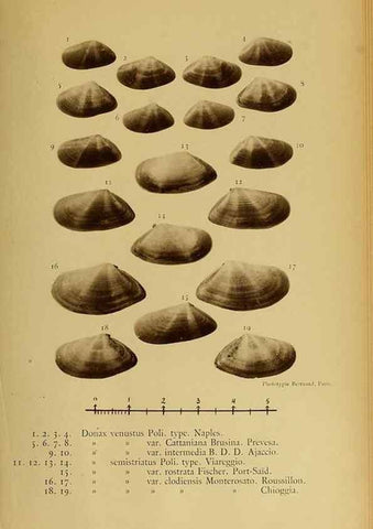 Reproducción/Reproduction 49807282467: Les mollusques marins du Roussillon. Paris :J.-B. Baillière,[1882]-[1898]. 