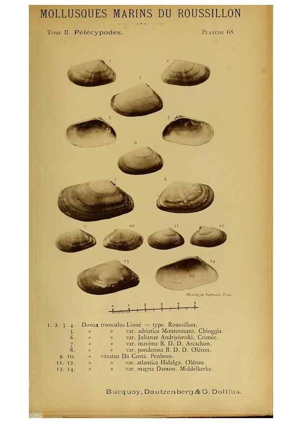 Reproducción/Reproduction 49806972641: Les mollusques marins du Roussillon. Paris :J.-B. Baillière,[1882]-[1898]. 